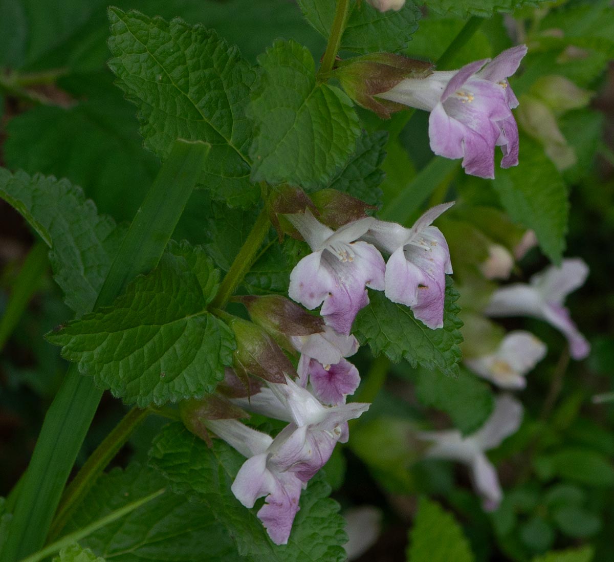 Blüten